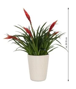 Flammendes Schwert - Vriesea Multiflora 'Astrid', In Keramik -Pflanzenwelt Verkauf 8627986 WE FS 003 BromeliaMulitfloraAstridInKeramik