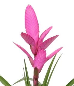 Tillandsie - Tillandsia Cyanea 'Antonio', In Keramik -Pflanzenwelt Verkauf 8628000 WE DE 001 TillandsieInKeramikWeiss