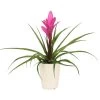 Tillandsie - Tillandsia Cyanea 'Antonio', In Keramik 1 Tillandsie - Tillandsia Cyanea 'Antonio', In Keramik -Pflanzenwelt Verkauf 8628000 WE FS 005 TillandsieInKeramikWeiss