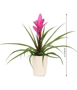 Tillandsie - Tillandsia Cyanea 'Antonio', In Keramik -Pflanzenwelt Verkauf 8628000 WE IG 001 TillandsieInKeramikWeiss
