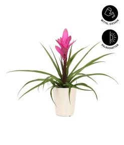 Tillandsie - Tillandsia Cyanea 'Antonio', In Keramik -Pflanzenwelt Verkauf 8628000 WE IG 003 TillandsieInKeramikWeiss