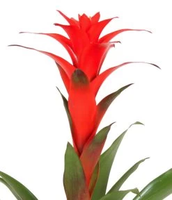 Guzmanie - Guzmania Calypso, In Keramik -Pflanzenwelt Verkauf 8628018 WE DE 001 GuzmaniaCalypsoInKeramik