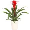 Guzmanie - Guzmania Calypso, In Keramik -Pflanzenwelt Verkauf 8628018 WE FS 001 GuzmaniaCalypsoInKeramikT13