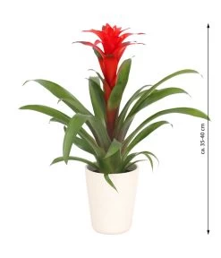 Guzmanie - Guzmania Calypso, In Keramik -Pflanzenwelt Verkauf 8628018 WE FS 003 GuzmaniaCalypsoInKeramik