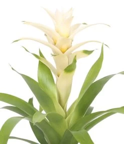 Guzmanie - Guzmania 'Deseo White', In Keramik 9 Guzmanie - Guzmania 'Deseo White', In Keramik -Pflanzenwelt Verkauf 8628026 WE DE 001 GuzmaniaDeseoInKeramik