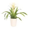 Guzmanie - Guzmania 'Deseo White', In Keramik -Pflanzenwelt Verkauf 8628026 WE FS 001 GuzmaniaDeseoWeissInKeramikT13
