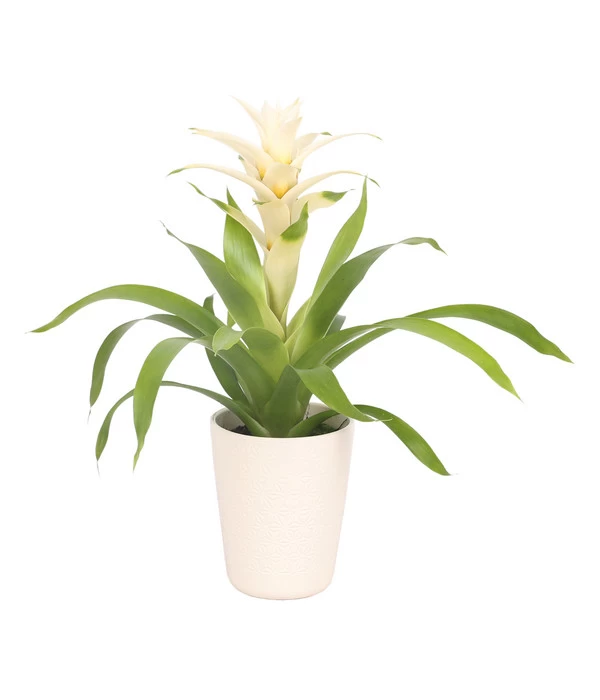 Guzmanie - Guzmania 'Deseo White', In Keramik 3 Guzmanie - Guzmania 'Deseo White', In Keramik