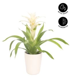 Guzmanie - Guzmania 'Deseo White', In Keramik 7 Guzmanie - Guzmania 'Deseo White', In Keramik -Pflanzenwelt Verkauf 8628026 WE FS 002 GuzmaniaDeseoWeissInKeramikT13