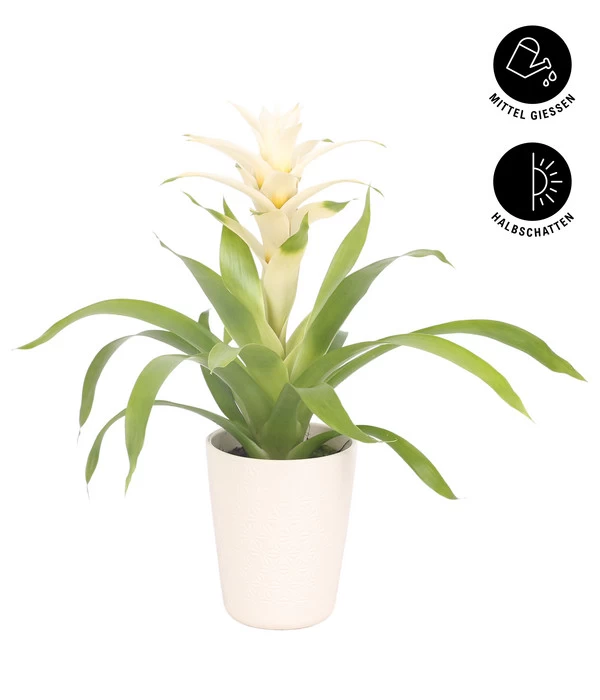 Guzmanie - Guzmania 'Deseo White', In Keramik 4 Guzmanie - Guzmania 'Deseo White', In Keramik – Bild 2
