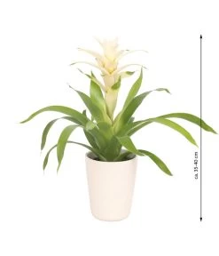 Guzmanie - Guzmania 'Deseo White', In Keramik 8 Guzmanie - Guzmania 'Deseo White', In Keramik -Pflanzenwelt Verkauf 8628026 WE FS 003 GuzmaniaDeseoInKeramik