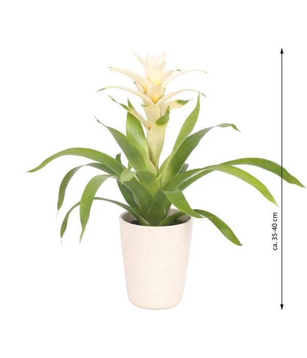 Guzmanie - Guzmania 'Deseo White', In Keramik 5 Guzmanie - Guzmania 'Deseo White', In Keramik – Bild 3