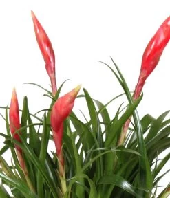 Bromelien-Set Sommerfrische, 4-teilig -Pflanzenwelt Verkauf 8628059 WE DE 001 BromelienMix4erSet