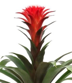 Bromelien-Set Sommerfrische, 4-teilig -Pflanzenwelt Verkauf 8628059 WE DE 002 BromelienMix4erSet