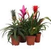 Bromelien-Set Sommerfrische, 4-teilig -Pflanzenwelt Verkauf 8628059 WE FS 002 BromelienMix4erSet