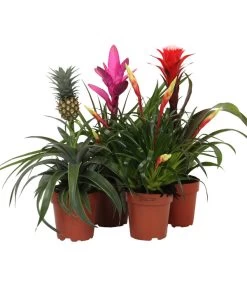 Bromelien-Set Sommerfrische, 4-teilig