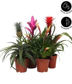 Pflanzenwelt Verkauf -Pflanzenwelt Verkauf 8628059 WE IG 002 BromelienMix4erSet