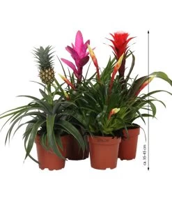 Bromelien-Set Sommerfrische, 4-teilig -Pflanzenwelt Verkauf 8628059 WE IG 007 BromelienMix4erSet