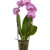 Schmetterlingsorchidee - Phalaenopsis Cultivaris 'Cascade', Verschiedene Sorten -Pflanzenwelt Verkauf 8634685 PR FS 001 SchmetterlingsorchideePhalaenopsisCascade1TrieberT12DehnerExpressZS