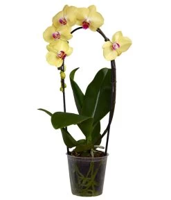 Schmetterlingsorchidee - Phalaenopsis Cultivaris 'Cascade', Verschiedene Sorten -Pflanzenwelt Verkauf 8634685 PR FS 002 SchmetterlingsorchideePhalaenopsisCascade1TrieberT12DehnerExpressZS