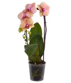 Schmetterlingsorchidee - Phalaenopsis Cultivaris 'Cascade', Verschiedene Sorten -Pflanzenwelt Verkauf 8634685 PR FS 003 SchmetterlingsorchideePhalaenopsisCascade1TrieberT12DehnerExpressZS