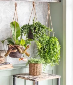 Schamblume - Aeschynanthus Lobbianus 'Rasta', Ampel -Pflanzenwelt Verkauf 8635377 WE MO 001 AeschynanthusJaprolepisT14SkurileAmpeln