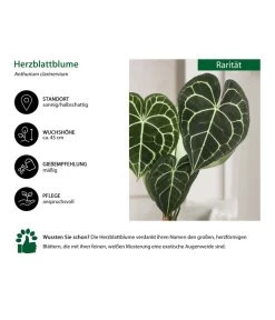 Herzblattblume - Anthurium Clarinervium -Pflanzenwelt Verkauf 8642019 WE IG 001 Herzblattblume