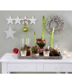 Amaryllis - Hippeastrum Hybride, Eintriebig, Rot -Pflanzenwelt Verkauf 8646994 8700809 WE MO 001 Amaryllis 009