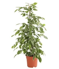 Birkenfeige - Ficus Benjamina 'Golden King'