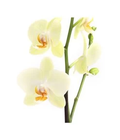 Schmetterlingsorchidee - Phalaenopsis Cultivars, Verschiedene Sorten -Pflanzenwelt Verkauf 8649964 WE DE 002 SchmetterlingsorchideePhalaenopsis1TrieberT12DehnerExpressHerzig