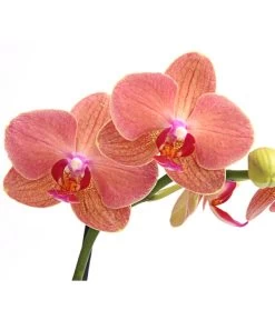 Schmetterlingsorchidee - Phalaenopsis Cultivars, Verschiedene Sorten -Pflanzenwelt Verkauf 8649964 WE DE 003 SchmetterlingsorchideePhalaenopsis1TrieberT12DehnerExpressHerzig