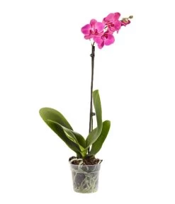 Schmetterlingsorchidee - Phalaenopsis Cultivars, Verschiedene Sorten -Pflanzenwelt Verkauf 8649964 WE FS 001 Phalaenopsis1TrieberPink