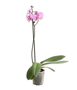 Schmetterlingsorchidee - Phalaenopsis Cultivars, Verschiedene Sorten -Pflanzenwelt Verkauf 8649964 WE FS 001 SchmetterlingsorchideePhalaenopsis1TrieberT12DehnerExpressHerzig