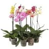 Schmetterlingsorchidee - Phalaenopsis Cultivars, Verschiedene Sorten -Pflanzenwelt Verkauf 8649964 WE FS 002 PhalaenopsisMixT12SirschPhotoshop