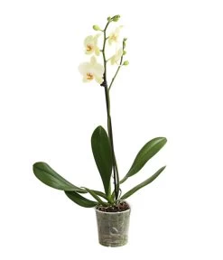Schmetterlingsorchidee - Phalaenopsis Cultivars, Verschiedene Sorten -Pflanzenwelt Verkauf 8649964 WE FS 002 SchmetterlingsorchideePhalaenopsis1TrieberT12DehnerExpressHerzig