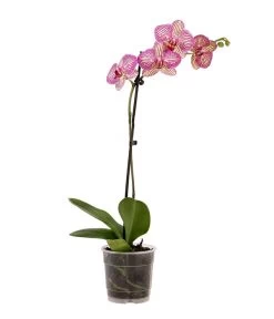 Schmetterlingsorchidee - Phalaenopsis Cultivars, Verschiedene Sorten -Pflanzenwelt Verkauf 8649964 WE FS 002 SchmetterlingsorchideePhalaenopsisMix