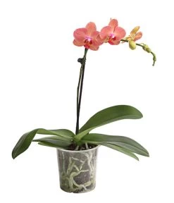 Schmetterlingsorchidee - Phalaenopsis Cultivars, Verschiedene Sorten -Pflanzenwelt Verkauf 8649964 WE FS 003 SchmetterlingsorchideePhalaenopsis1TrieberT12DehnerExpressHerzig