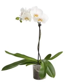 Schmetterlingsorchidee - Phalaenopsis Cultivars, Verschiedene Sorten -Pflanzenwelt Verkauf 8649964 WE FS 004 SchmetterlingsorchideePhalaenopsis1TrieberT12DehnerExpressHerzig