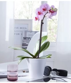 Schmetterlingsorchidee - Phalaenopsis Cultivars, Verschiedene Sorten -Pflanzenwelt Verkauf 8649964 WE MO 001 SchmetterlingsorchideePhalaenopsisEintrieberDehner bluetenzauber weiss m11c 01 UveSauer