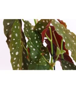 Polka-Dot Begonie - Begonia Maculata -Pflanzenwelt Verkauf 8651291 PR DE 001 BegonieMaculataT12DehnerExpressHerzig