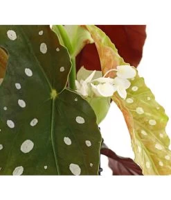 Polka-Dot Begonie - Begonia Maculata -Pflanzenwelt Verkauf 8651291 PR DE 002 BegonieMaculataT12DehnerExpressHerzig