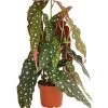 Polka-Dot Begonie - Begonia Maculata -Pflanzenwelt Verkauf 8651291 PR FS 001 BegonieMaculataT12DehnerExpressHerzig