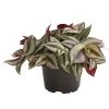 Dreimasterblume - Tradescantia Zebrina 'Pink Joy' 2 Dreimasterblume - Tradescantia Zebrina 'Pink Joy' -Pflanzenwelt Verkauf 8660300 WE FS 001 TradescantiaT11DehnerExpressHerzig