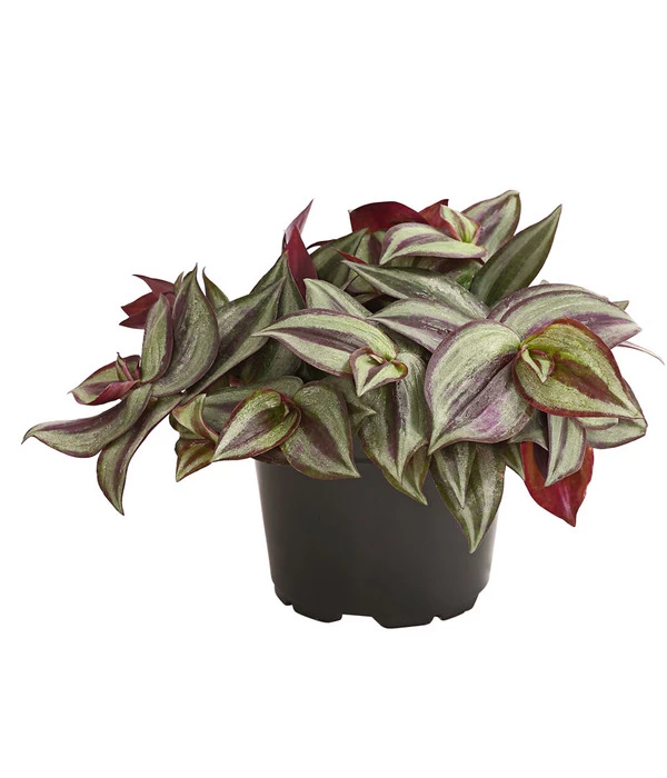 Dreimasterblume - Tradescantia Zebrina 'Pink Joy' 3 Dreimasterblume - Tradescantia Zebrina 'Pink Joy'