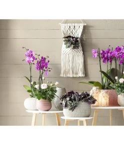 Dreimasterblume - Tradescantia Zebrina 'Pink Joy' 6 Dreimasterblume - Tradescantia Zebrina 'Pink Joy' -Pflanzenwelt Verkauf 8660300 WE MO 001 TradescantiaZebrinaGC062021