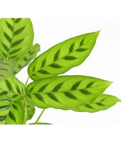 Korbmarante 'Leopardina' 9 Korbmarante 'Leopardina' -Pflanzenwelt Verkauf 8666083 PR DE 001 KorbmarantheCalatheaLeopardinaT12DehnerExpressHerzig