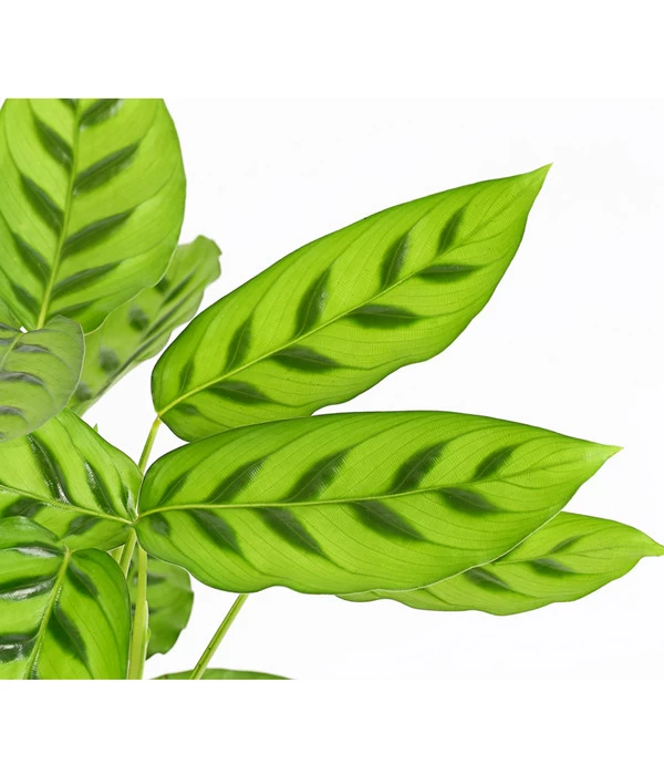 Korbmarante 'Leopardina' 6 Korbmarante 'Leopardina' – Bild 4