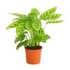 Korbmarante 'Leopardina' 1 Korbmarante 'Leopardina' -Pflanzenwelt Verkauf 8666083 PR FS 001 KorbmarantheCalatheaLeopardinaT12DehnerExpressHerzig