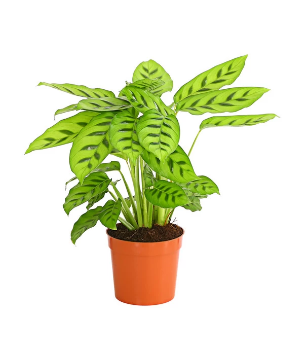 Korbmarante 'Leopardina' 3 Korbmarante 'Leopardina'