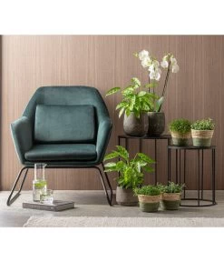 Korbmarante 'Leopardina' 8 Korbmarante 'Leopardina' -Pflanzenwelt Verkauf 8666083 WE MO 001CalatheaLeopardinaT12 GC15 2022 01