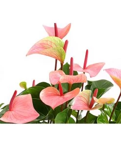 Große Flamingoblume - Anthurium Andreanum 'Summerlove' -Pflanzenwelt Verkauf 8667545 WE DE 001 AnthurieAnthuriumSummerloveT21DehnerExpressHerzig